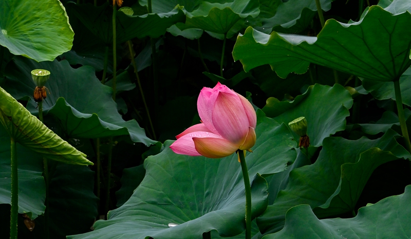 图片新闻丨临沂：雨中赏荷