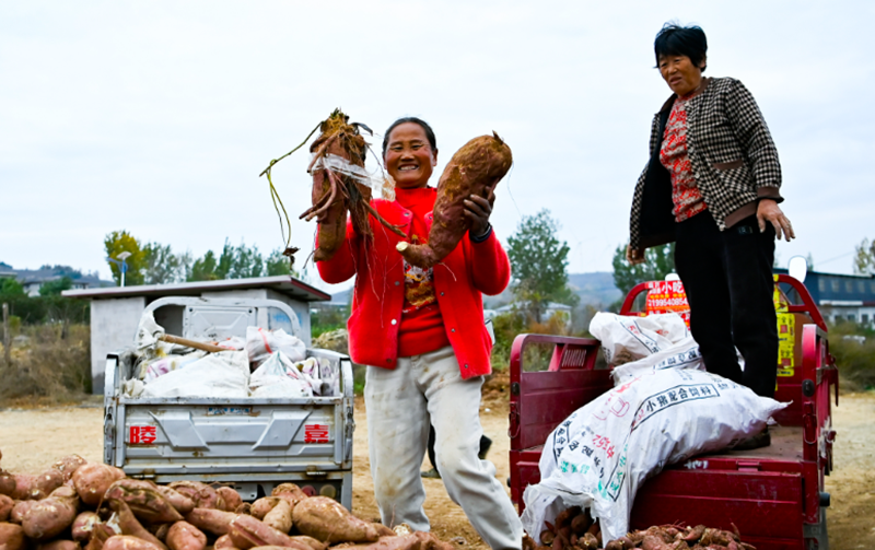 临沂：党建红 保收成