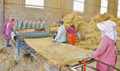 郯城：稻草加工助农增收