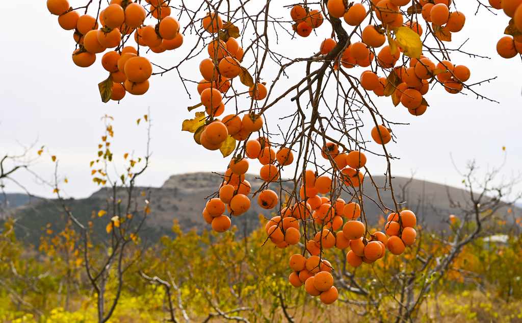 沂蒙山的柿子熟了！