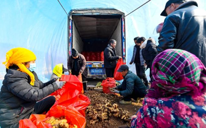 图片新闻 | 临沂：小小生姜成就致富之路