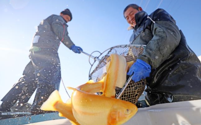 图片新闻丨临沂郯城：特种鱼养殖促增收