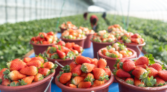 临沂：小草莓 大产业