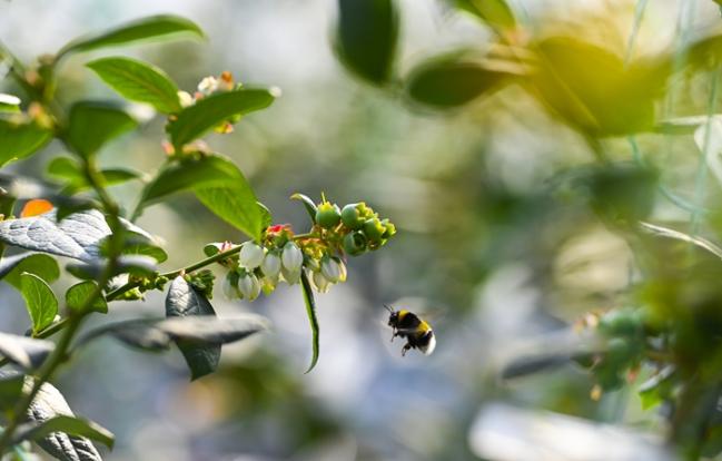 临沂：蓝莓花盛开 蜜蜂授粉忙