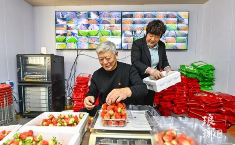 图片新闻 | 临沂：莓果飘香迎新春