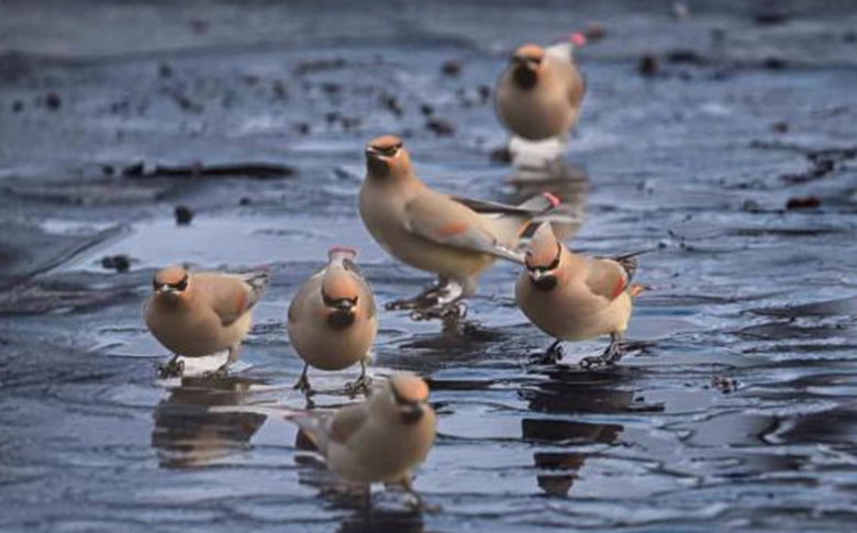 组图丨临沂沂南：罕见！百余只“吉祥鸟”翩跹越冬