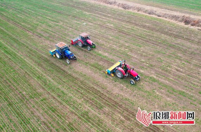 临沂：小麦追肥正当时