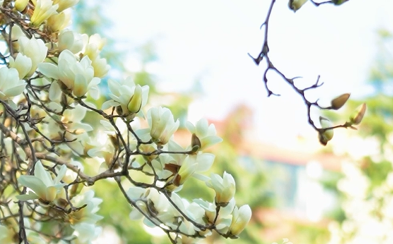 赴一场花事之约，临沂3月赏春花攻略来了！