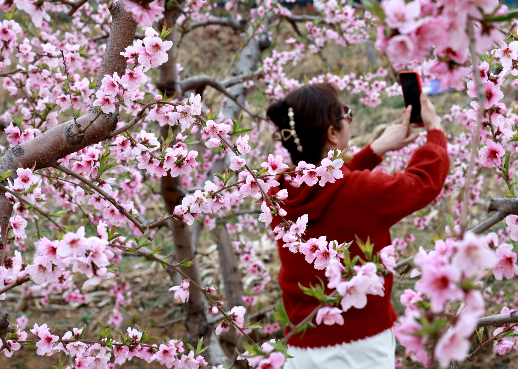 临沂：春风送暖 桃花绽放