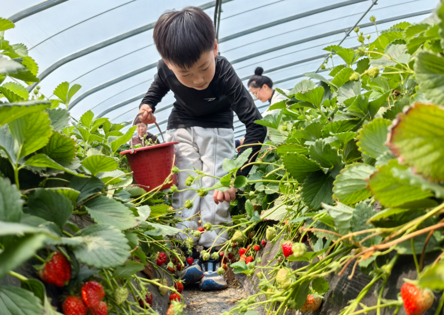 临沂：“莓”好时节赛草莓