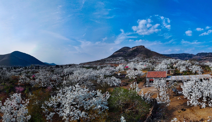 梨白桃红映沂蒙 春日赏花正当时
