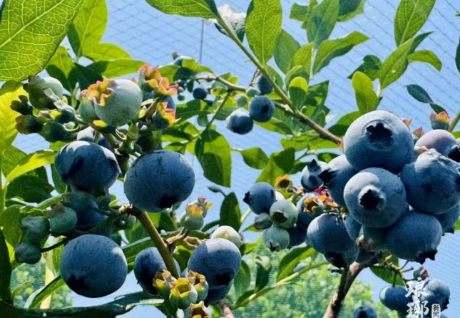 片区化推进，金融之变如何“串珠成链”