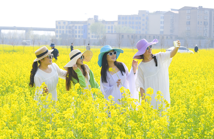 临沂：油菜花海醉游人