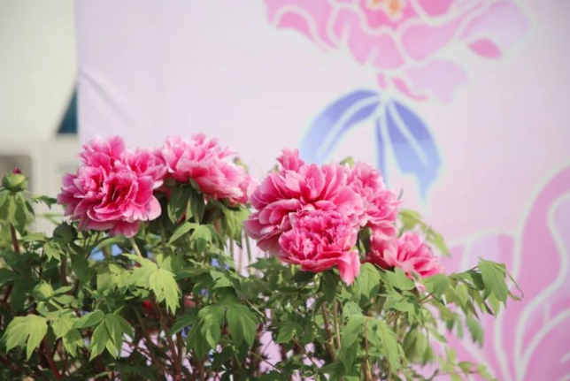 4月10日开园！来临沂园博园牡丹园，赴一场芳华之约