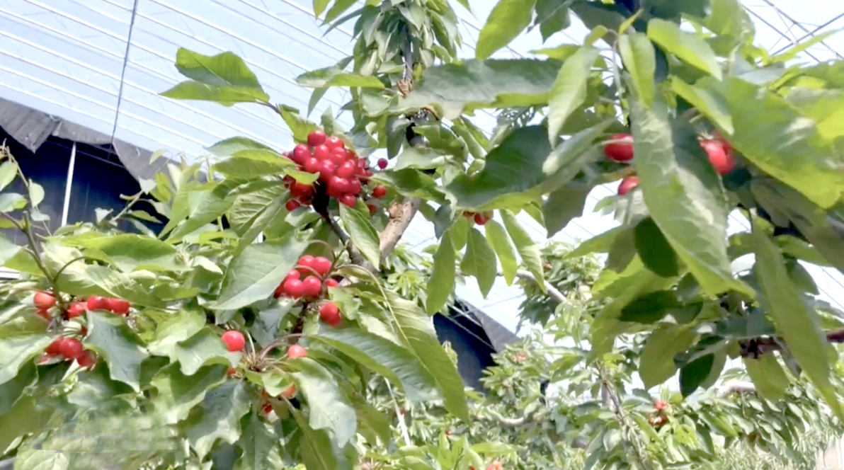 临沂：多种玩法解锁春日美好