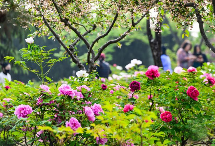 组图丨牡丹真国色 花开动琅琊