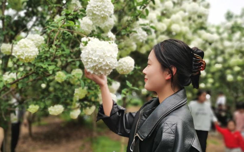 临沂郯城县港上镇：绣球舞春光 蔬香话“莓”好